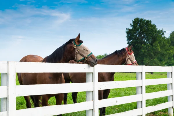 Hästar bära fluga masker på sommaren på hästgård. — Stockfoto