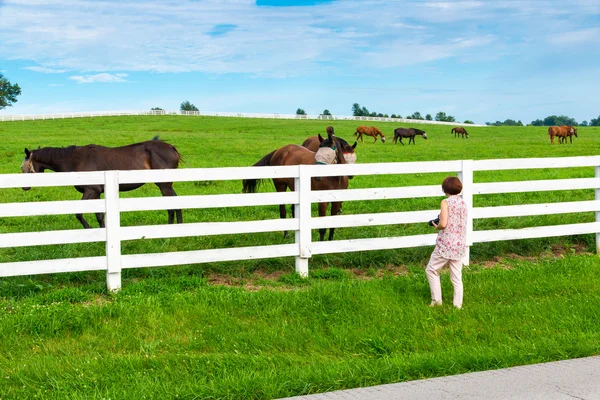 Жінка-фотограф фотографує сільський пейзаж з конем — стокове фото