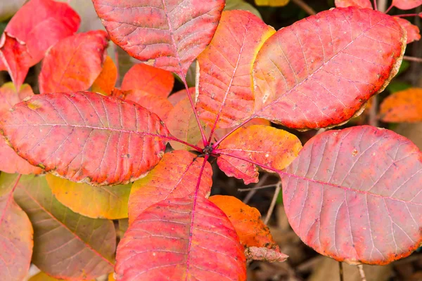 Feuilles rouges d'automne dans la forêt . — Photo