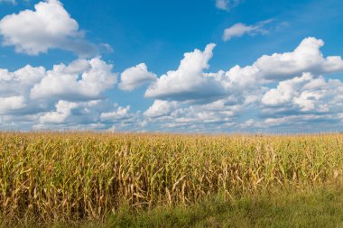 Yellow corn field and blue sky at late summer. clipart