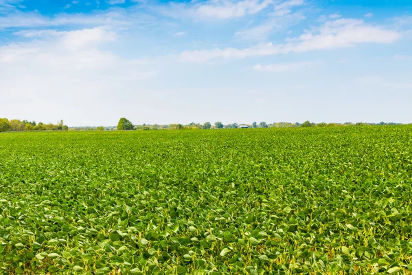 Grönt fält och blå himmel. — Stockfoto