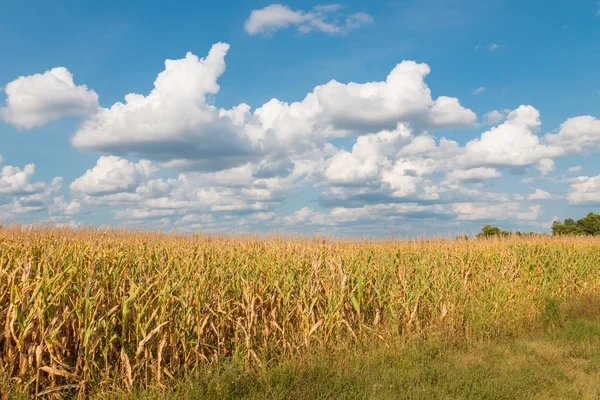 Gelbes Maisfeld und blauer Himmel im Spätsommer. — Stockfoto