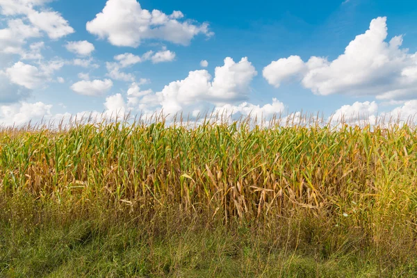 Yellow corn field and blue sky at late summer. — Stock Photo, Image