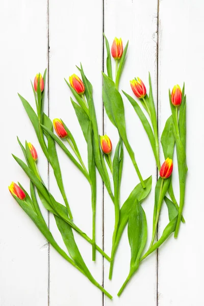 Tulip flowers on white wooden background — Stock Photo, Image