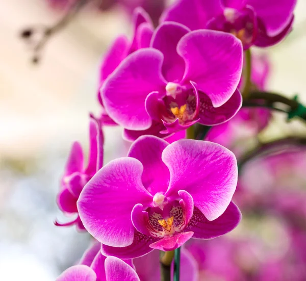 Kwiat różowy phalaenopsis orchid — Zdjęcie stockowe