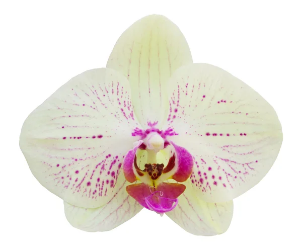 Clippin ile beyaz izole sarı phalaenopsis orkide çiçek — Stok fotoğraf