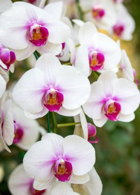 Beyaz phalaenopsis orkide çiçek