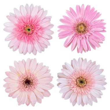 pembe gerbera çiçek beyaz kırpma yoluyla izole kümesi