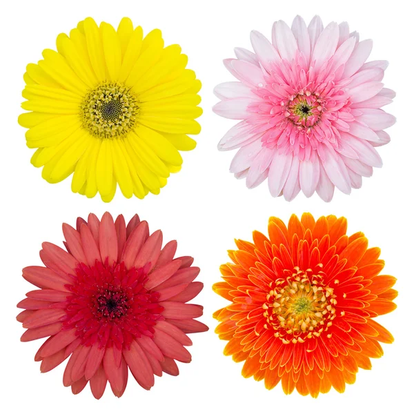 Set of gerbera flower isolated on white with clipping path — Stock Photo, Image