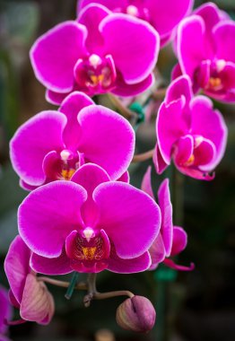 pembe phalaenopsis orkide çiçek