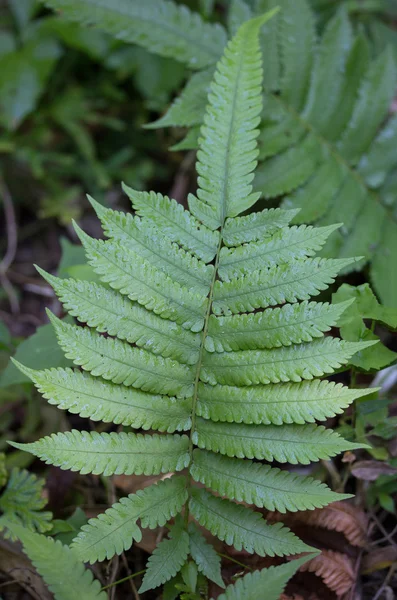 Fern leaf in the forest — Stock Photo, Image