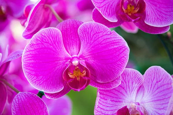 Flor rosa de la orquídea phalaenopsis — Foto de Stock