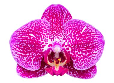 izole kırpma ile beyaz üzerine pembe phalaenopsis orkide çiçek 