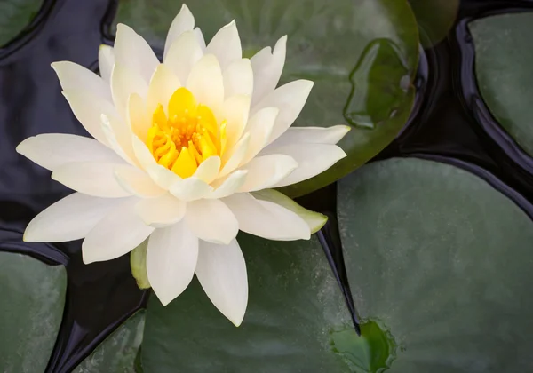 Flor de loto amarillo en estanque — Foto de Stock