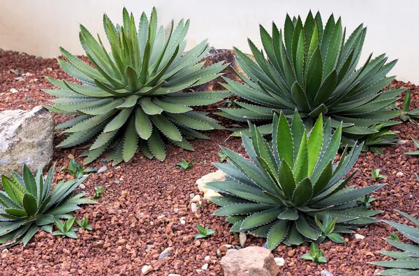 龙舌兰植物装饰在室外的花园里 — 图库照片