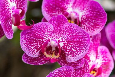 pembe phalaenopsis orkide çiçek