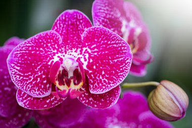 pembe phalaenopsis orkide çiçek