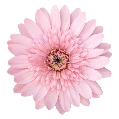 pembe gerbera çiçek beyaz kırpma yolu ile izole