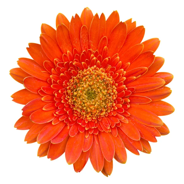 Orange gerbera flower isolated on white with clipping path — Stock Photo, Image