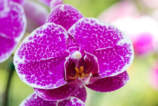 Kwiat fioletowy phalaenopsis orchid — Zdjęcie stockowe