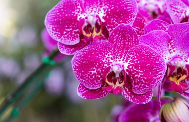 pembe phalaenopsis orkide çiçek