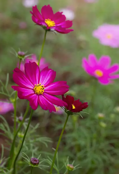 Kosmos fioletowe kwiaty — Zdjęcie stockowe