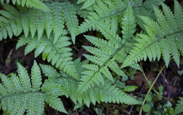 Fern leaf in the forest — Stock Photo, Image