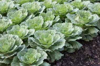 Bir bahçe süs lahana