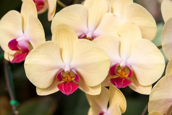 Fiore giallo del orchid di phalaenopsis — Foto Stock