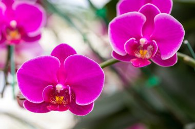 pembe phalaenopsis orkide çiçek