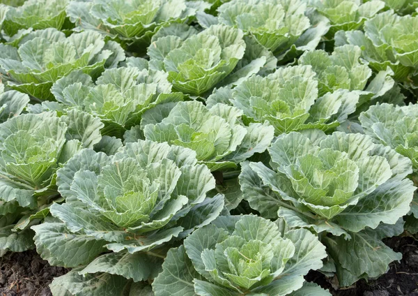 Bir bahçe süs lahana