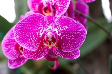 pembe phalaenopsis orkide çiçek