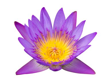 Beyaz Kırpma yoluyla izole mor lotus çiçeği