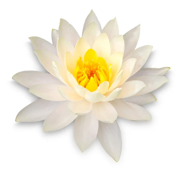 Yellow lotus flower isolated on white with clipping path — Stock Photo, Image