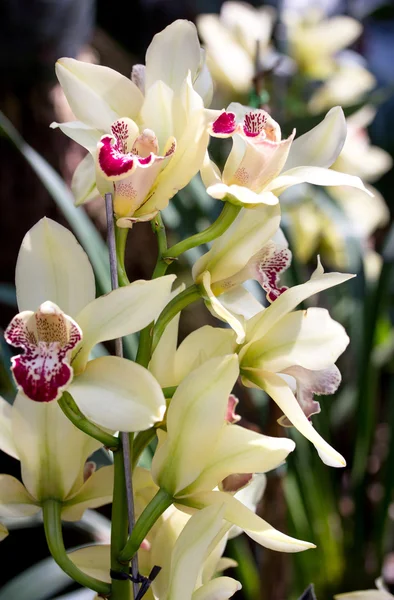 Fiore giallo del orchid del cymbidium — Foto Stock