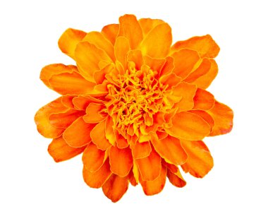 Turuncu kadife çiçeği (Tagetes erecta) kırpma yolu ile beyaz arkaplanda izole