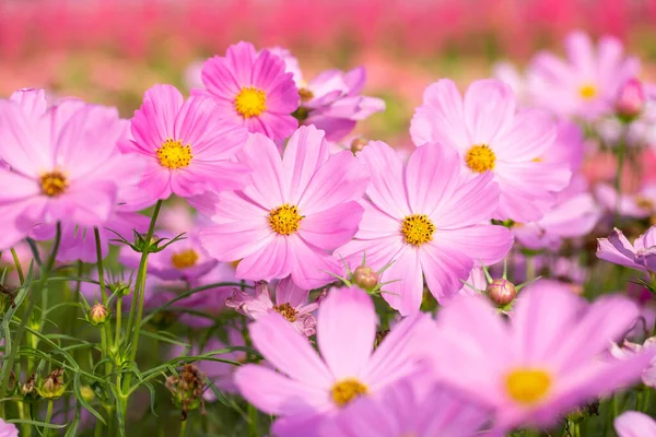 Rosafarbene Kosmos Blumen Garten — Stockfoto