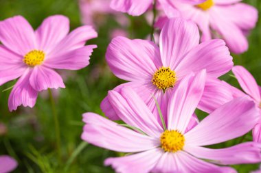 Bahçede pembe kozmos çiçekleri