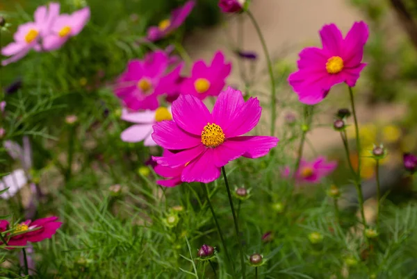 Flores Cosmos Roxas Jardim — Fotografia de Stock