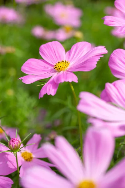 Flores Del Cosmos Rosa Jardín — Foto de Stock