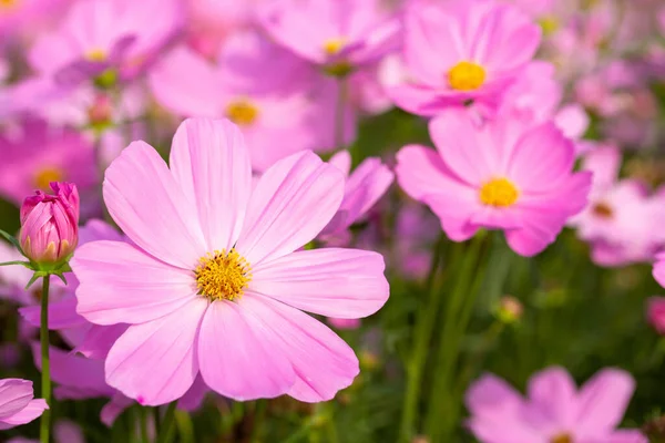 Růžové Kosmu Květiny Zahradě — Stock fotografie