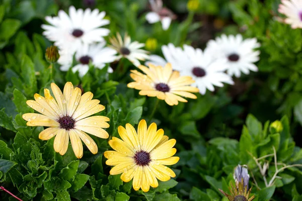 Flor Margarida Osteospermum Colorido Com Gota Água Jardim — Fotografia de Stock