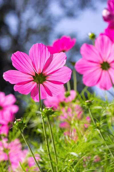 Lila Kosmos Blumen Garten — Stockfoto