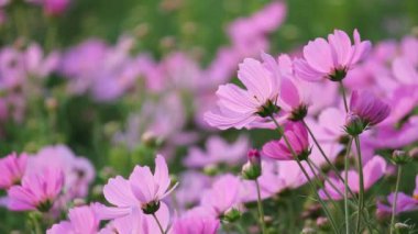 Kozmos çiçekleri