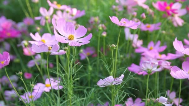 Cosmos flores — Vídeo de stock