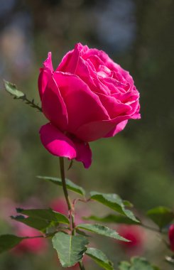 Bahçedeki kırmızı gül çiçeği