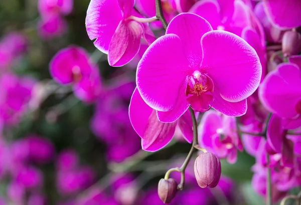 Pink phalaenopsis orchid flower — Stock Photo, Image