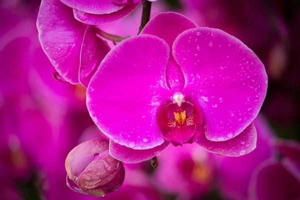 Pink phalaenopsis orchid flower Royalty Free Stock Images