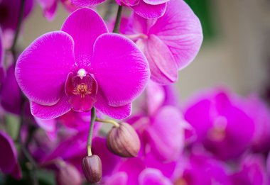 pembe phalaenopsis orkide çiçek