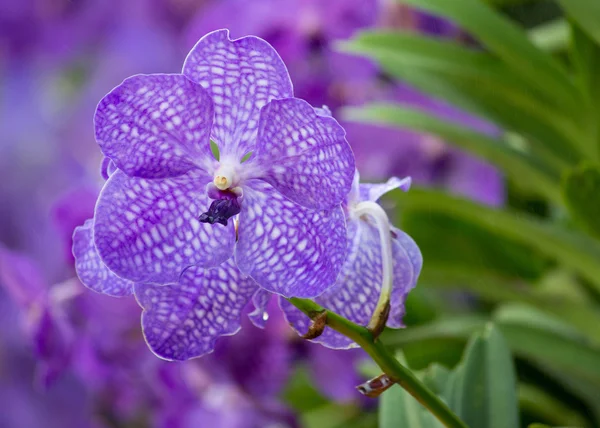 blue vanda orchid flower